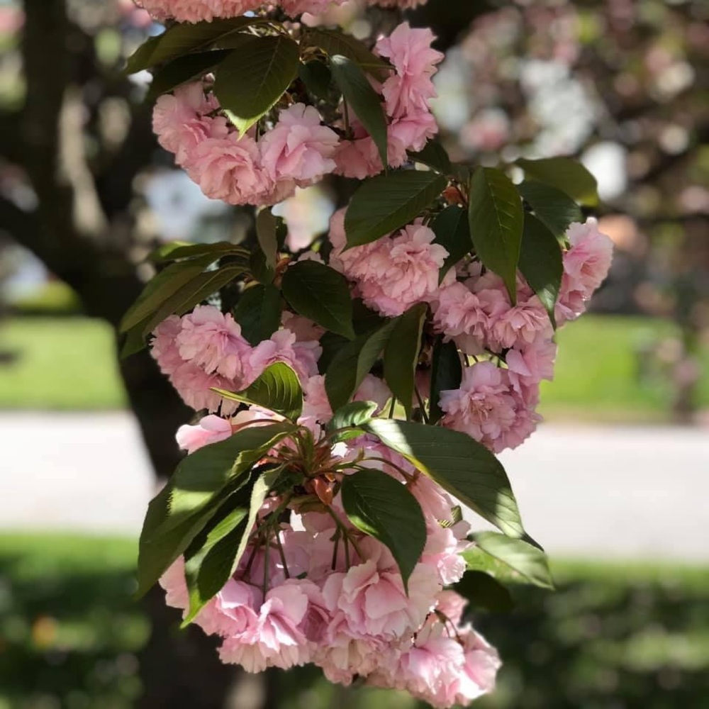 Meet your Posher, Darlene